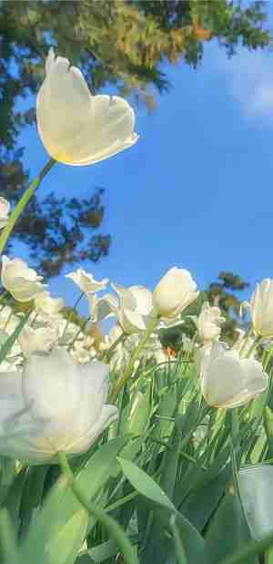 蓝天下的白色郁金香花海手机壁纸图片