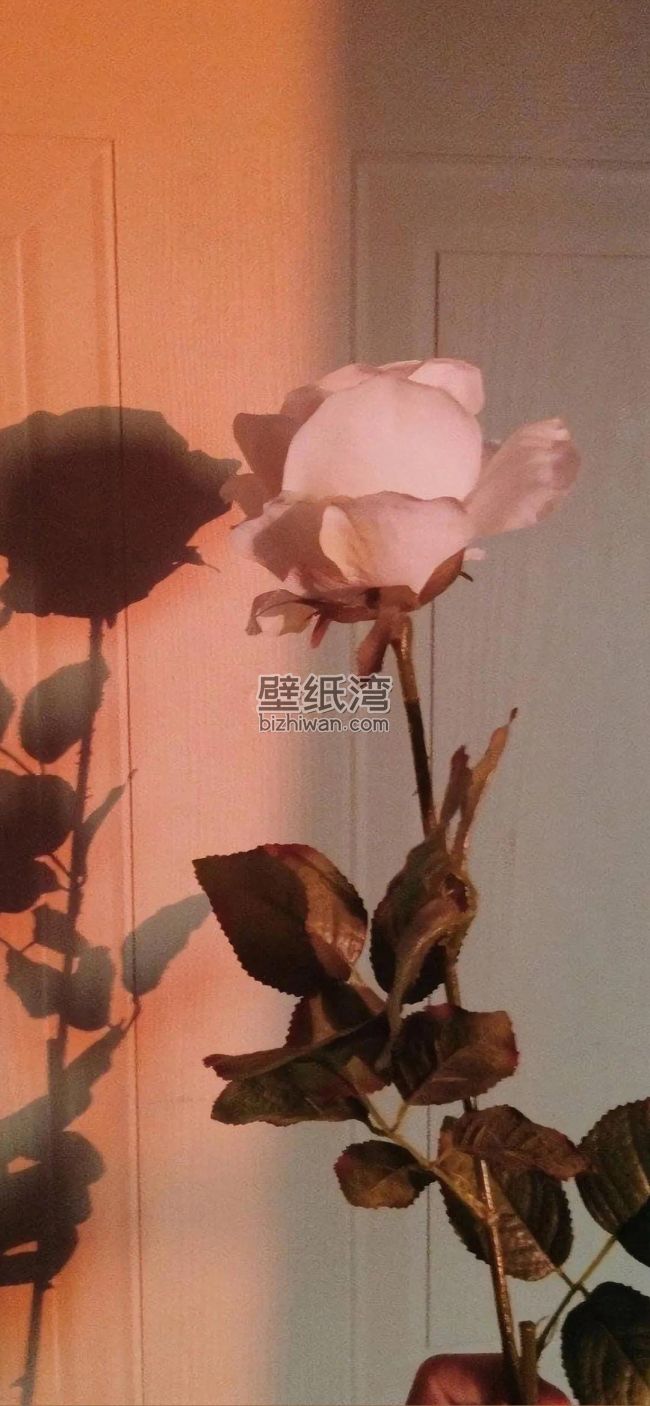 一束粉色玫瑰花在室内灯光下，手机壁纸下载