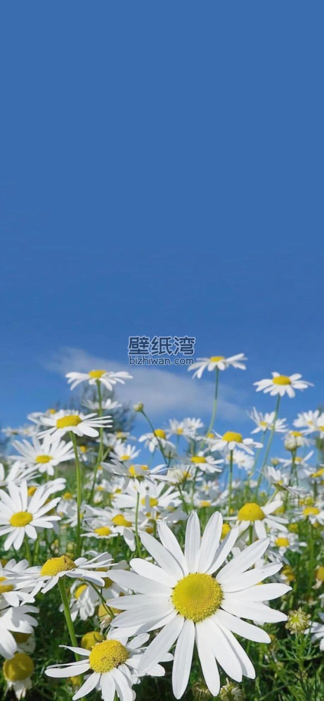 蓝天下的雏菊花田 1080手机壁纸图片下载