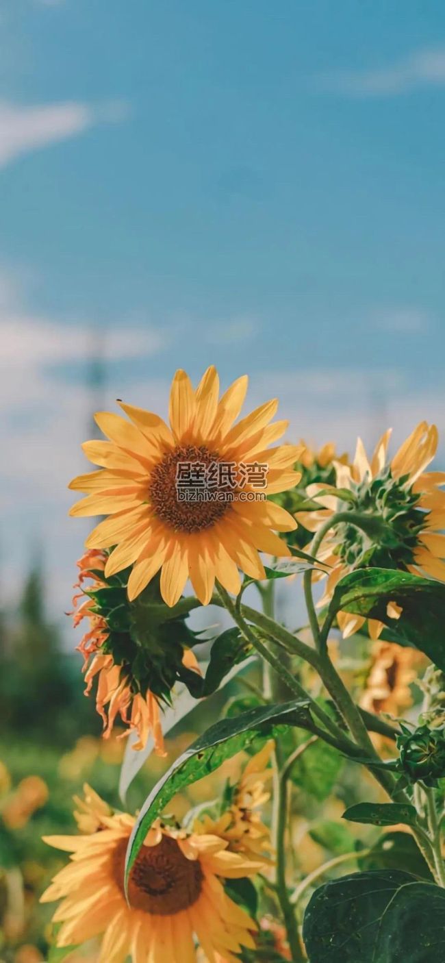 向日葵在晴朗的天空下绽放