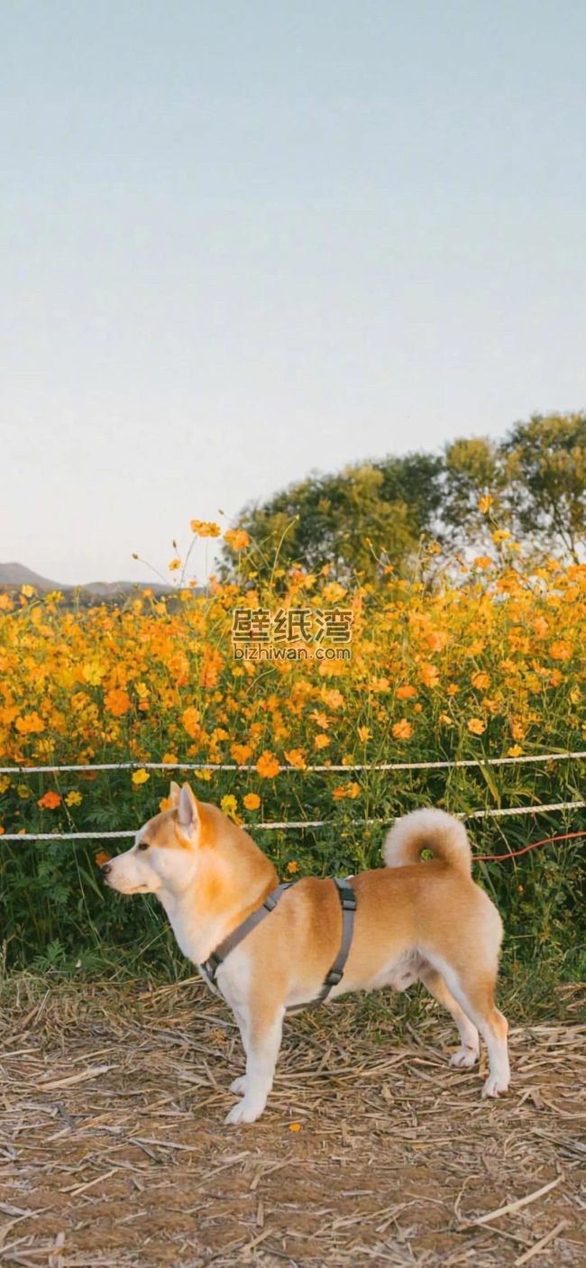 一只柴犬站在花田前，盛开的油菜花，手机壁纸