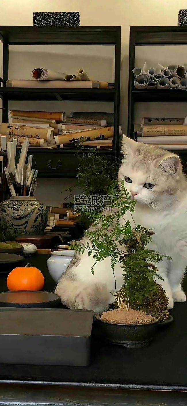白色猫咪坐在书架前的盆栽旁，旁边有一个橙色南瓜