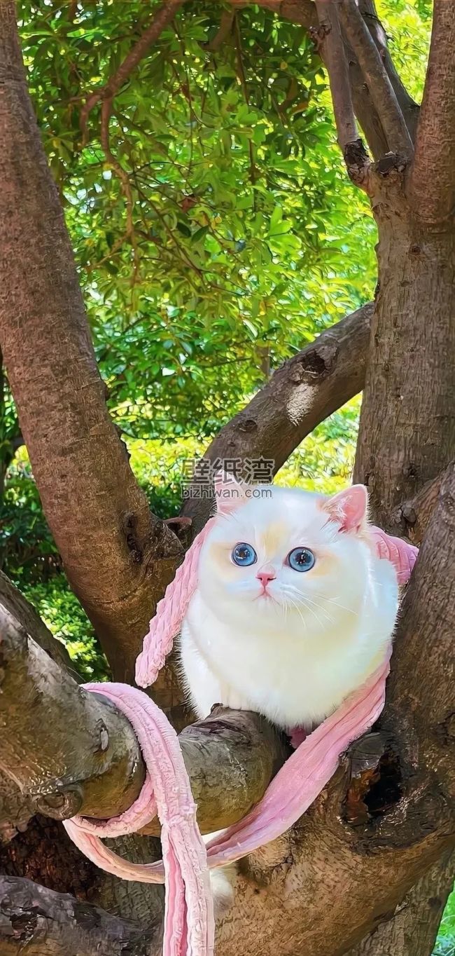 白色猫咪坐在树上，茂密的绿色树叶