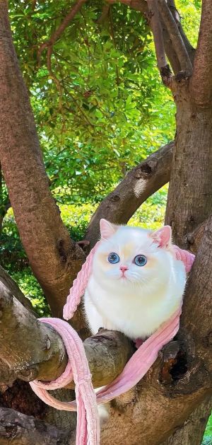 白色猫咪坐在树上，茂密的绿色树叶