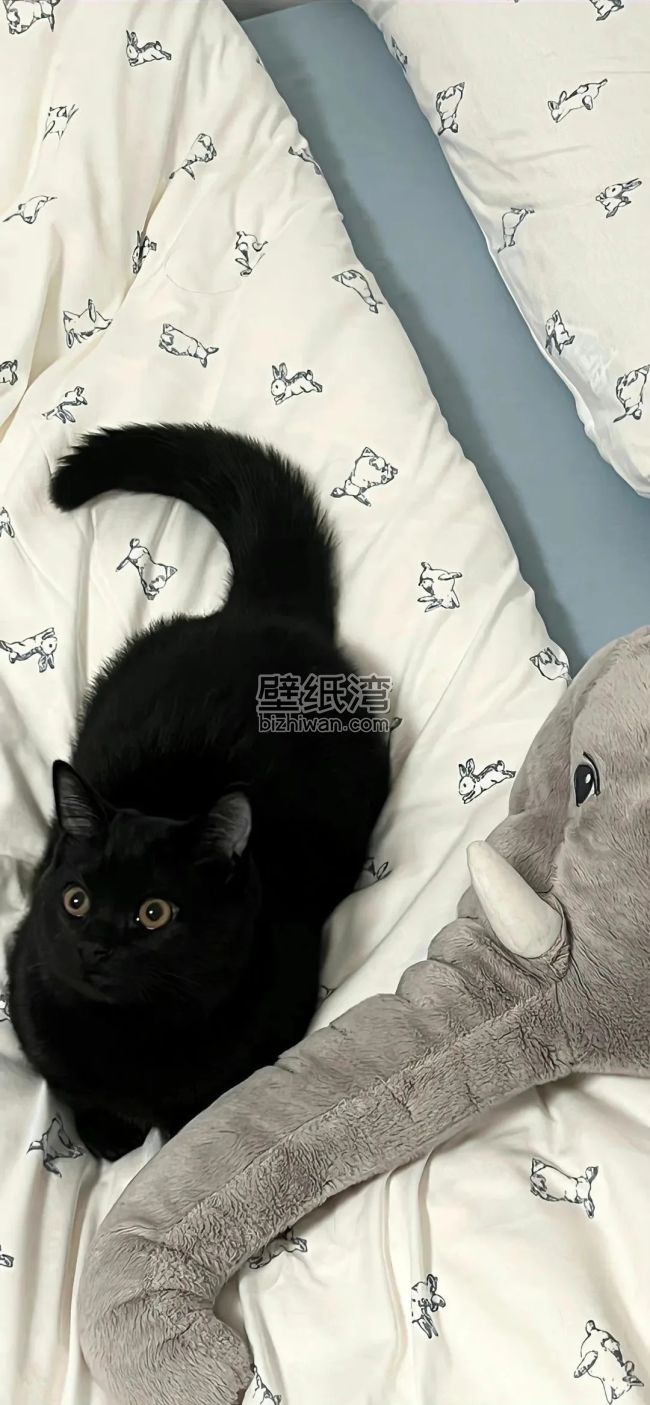 一只黑色猫咪趴在印有小狗图案的床上，旁边有一个灰色大象玩偶