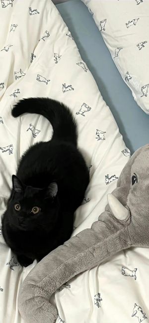 一只黑色猫咪趴在印有小狗图案的床上，旁边有一个灰色大象玩偶