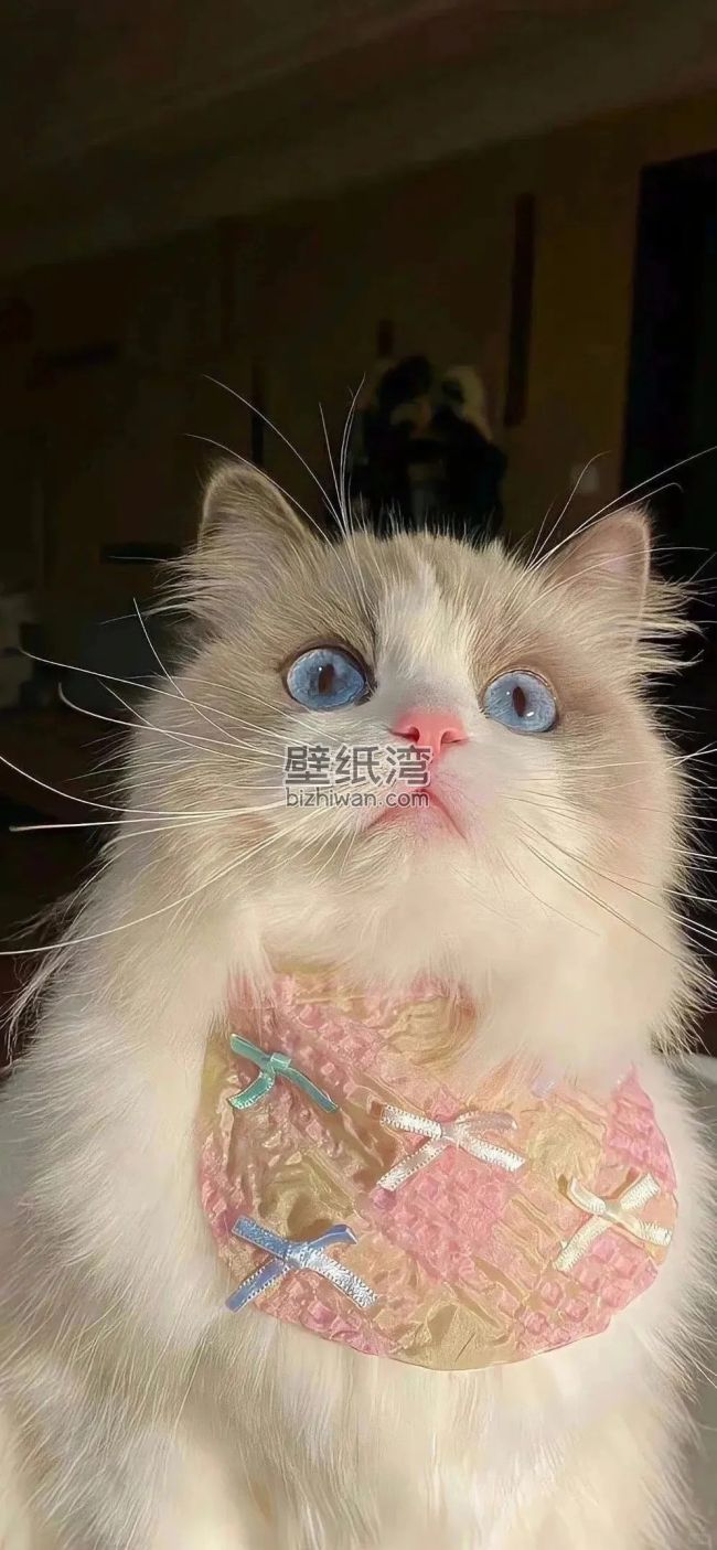 一只戴着粉色围巾的白色猫咪手机壁纸图片