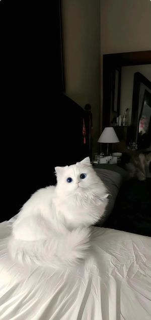 白色长毛猫坐在卧室的床上 手机壁纸