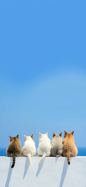 五只猫咪背对镜头坐在白色墙边，清澈的蓝天 手机壁纸图片
