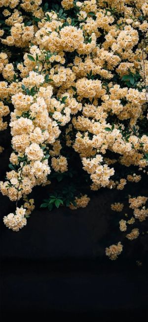 盛开的黄色花朵，绿叶点缀，黑色背景