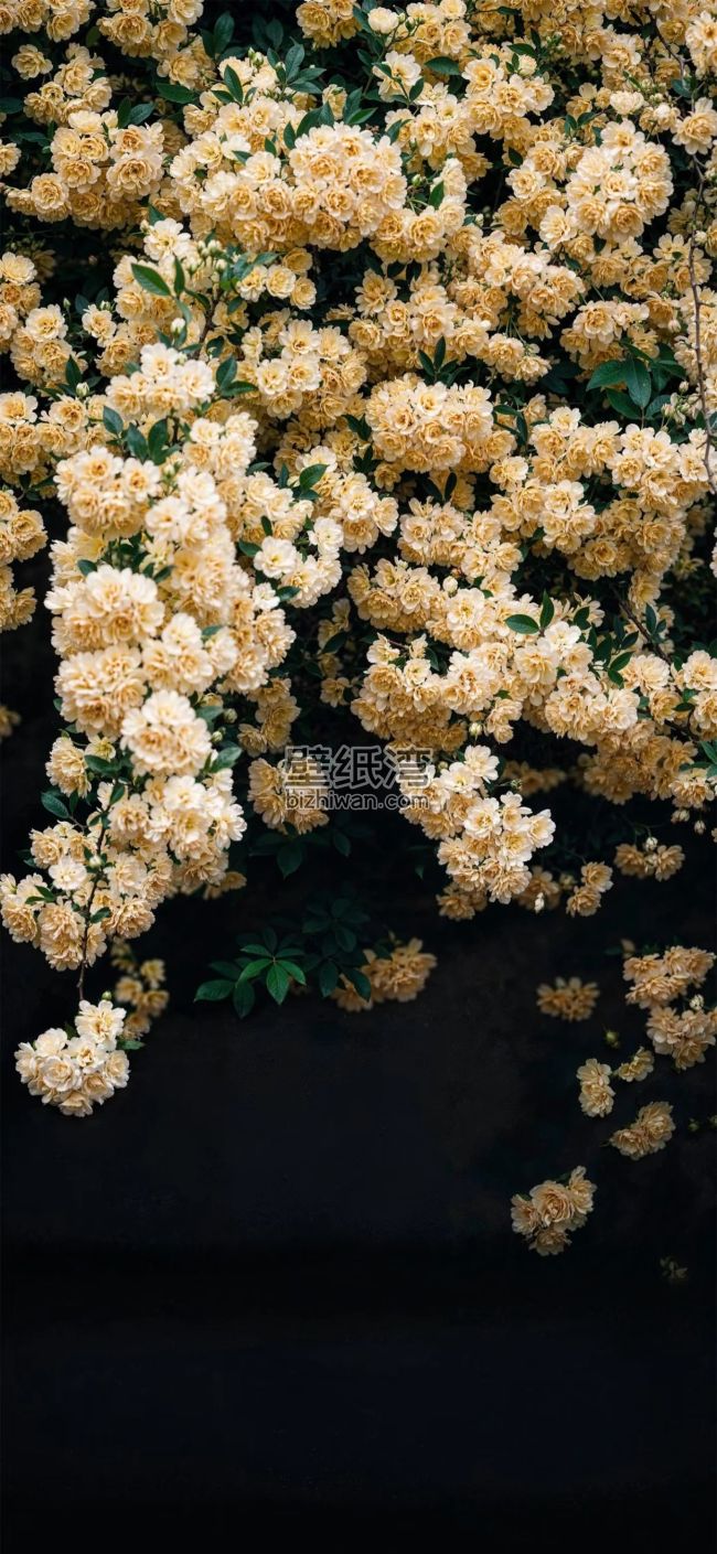 盛开的黄色花朵，绿叶点缀，黑色背景