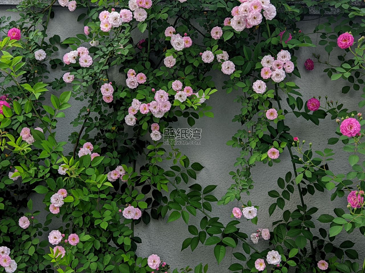 墙面上盛开的粉色和白色玫瑰花 5K高清电脑壁纸