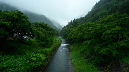 山谷中的河流穿过茂密的绿色森林 5K电脑高清壁纸下载