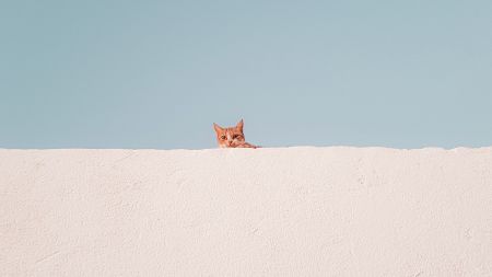 一只橙色猫咪趴在白色墙头上，背景是清澈的蓝天，电脑壁纸