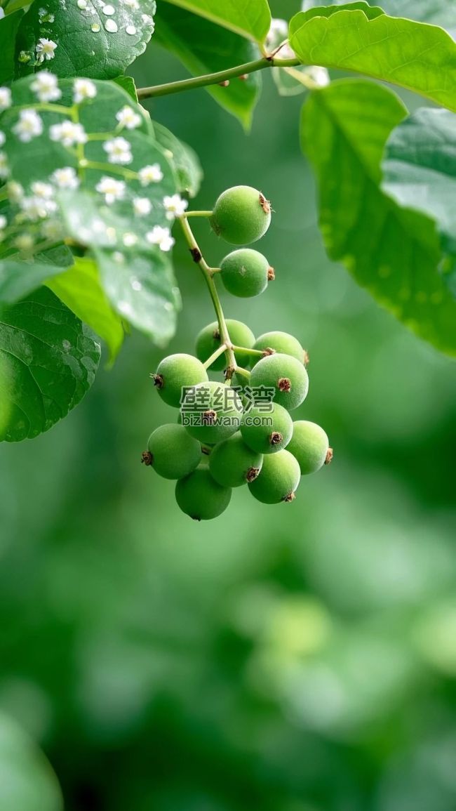 绿色植物上的果实和白色小花 手机壁纸