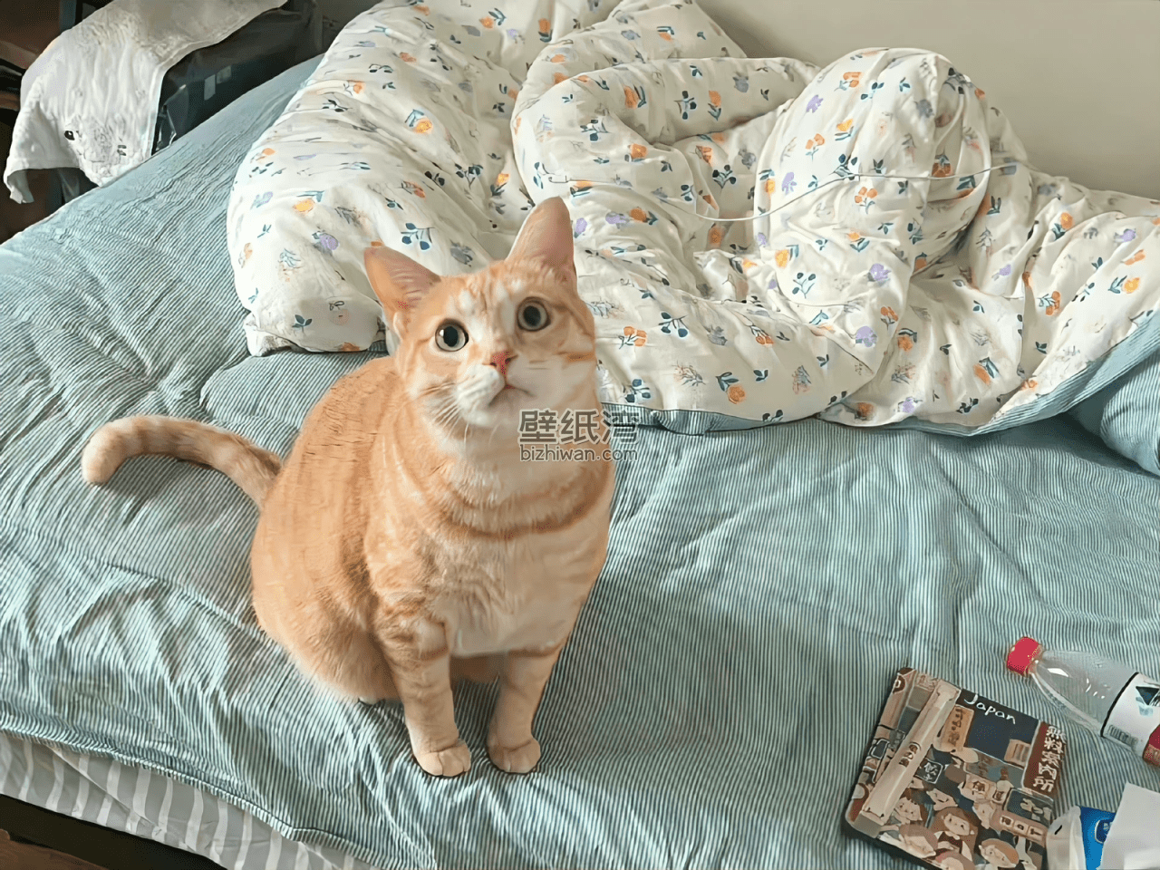 橘色猫咪坐在铺有蓝色床单的床上 猫咪图片