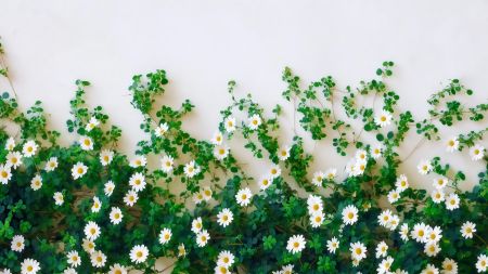白色小雏菊 绿叶 墙边植物 4K壁纸图片