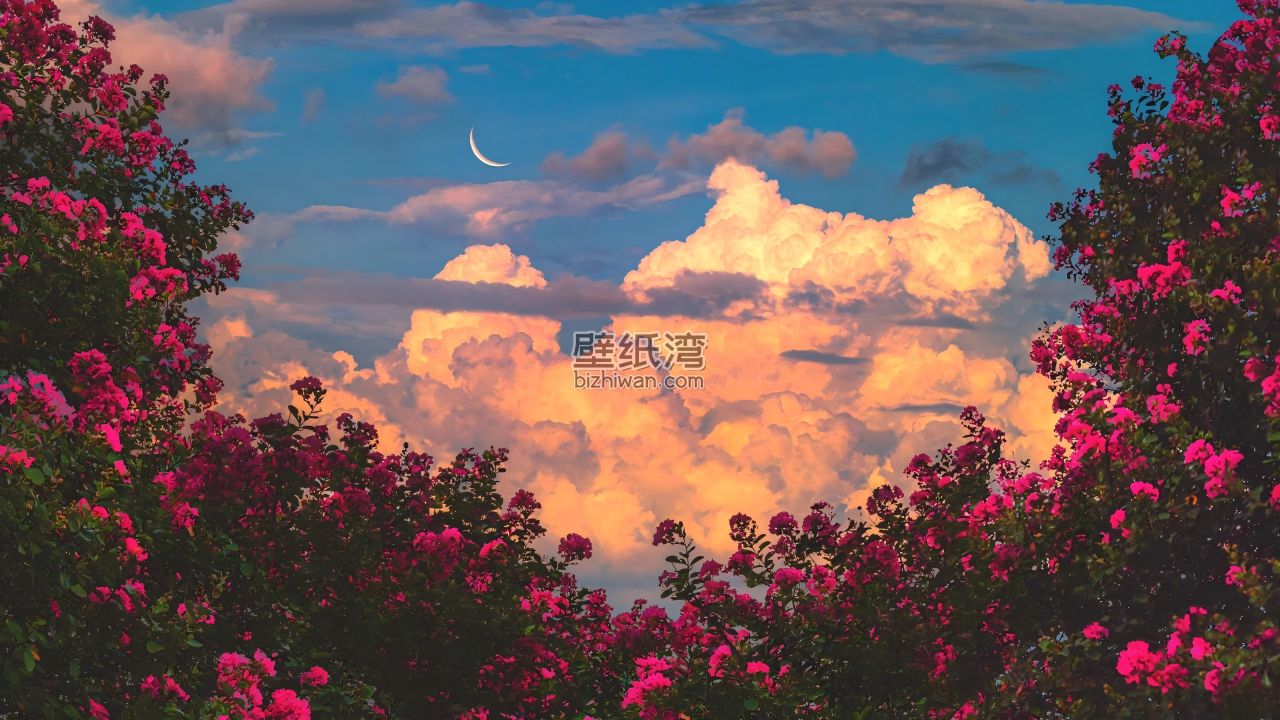 黄色的云彩下的新月与粉红色花朵 8K图片壁纸