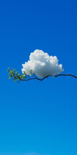 蓝天白云与树枝 极简1800*3600壁纸