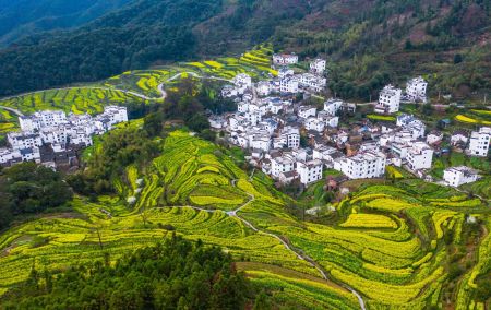 中国乡村梯田与白墙灰瓦房屋的美丽景观壁纸