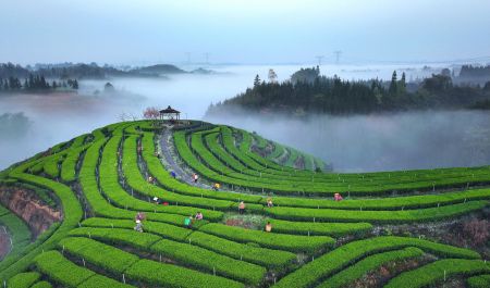 贵州的茶园梯田，山峦，薄雾 5K图片壁纸