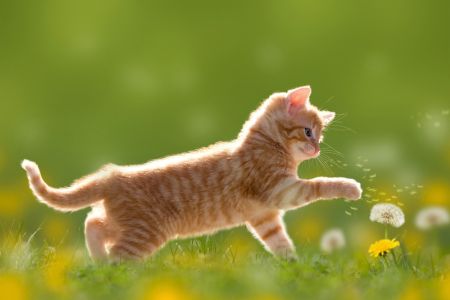 小猫在草地上玩耍，蒲公英和黄色花朵