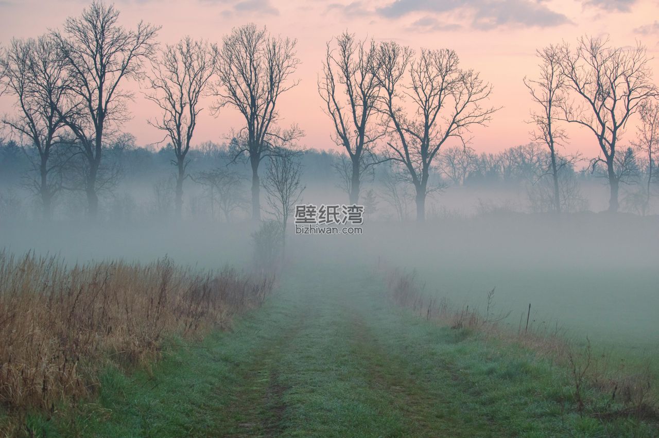 清晨雾气笼罩的乡村小路，两旁是光秃的树木和草地
