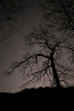 夜空下的树木剪影，繁星点点