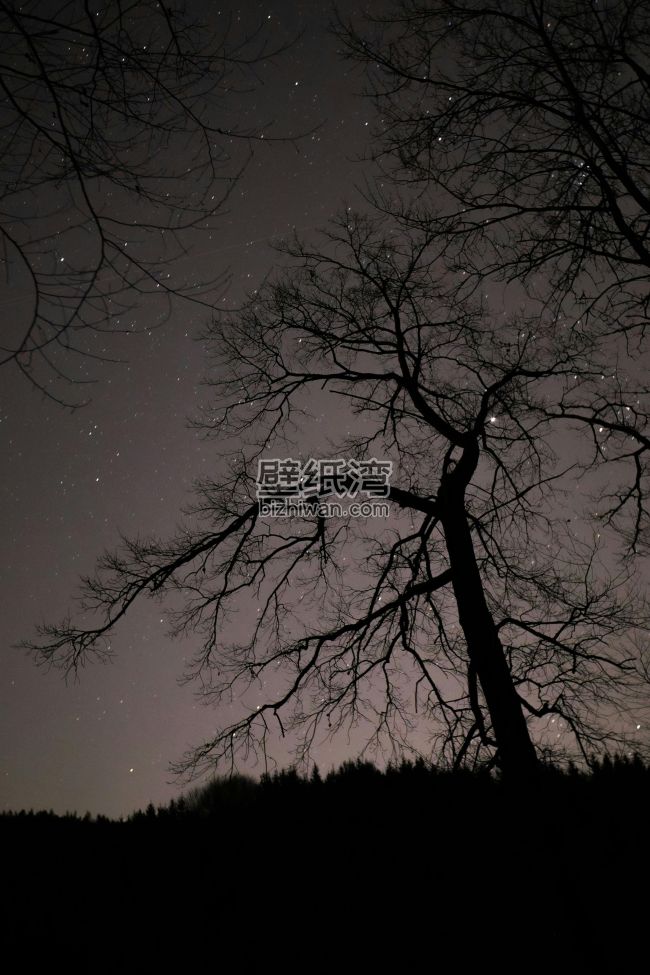 夜空下的树木剪影，繁星点点