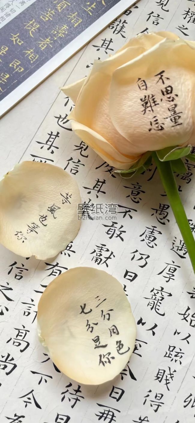 书法作品上的淡黄色玫瑰花瓣，花瓣上有手写文字