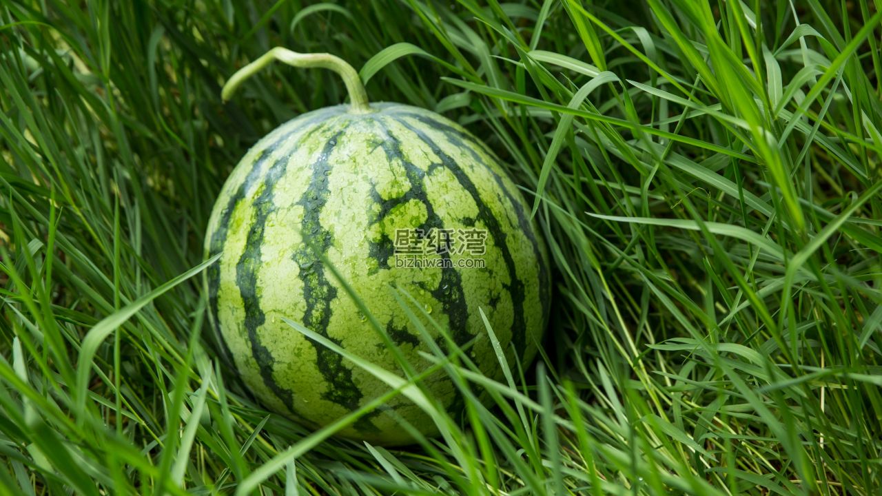 绿草地 西瓜 5k壁纸