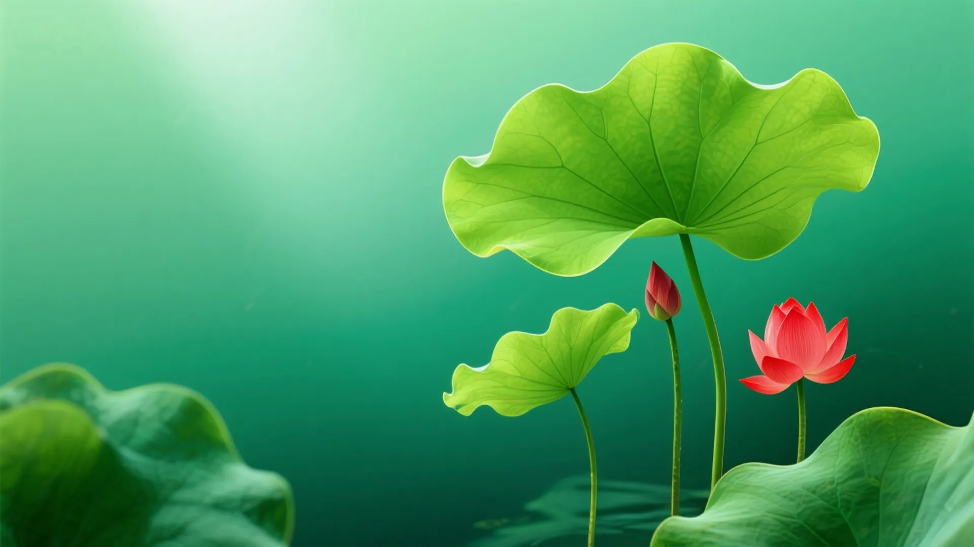 荷花 荷叶 池塘 电脑壁纸 电脑高清壁纸图片
